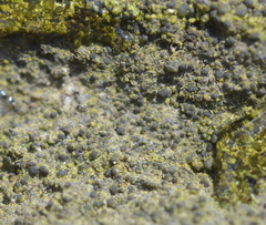 Bilimbia sabuletorum