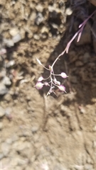 Thysanocarpus conchuliferus