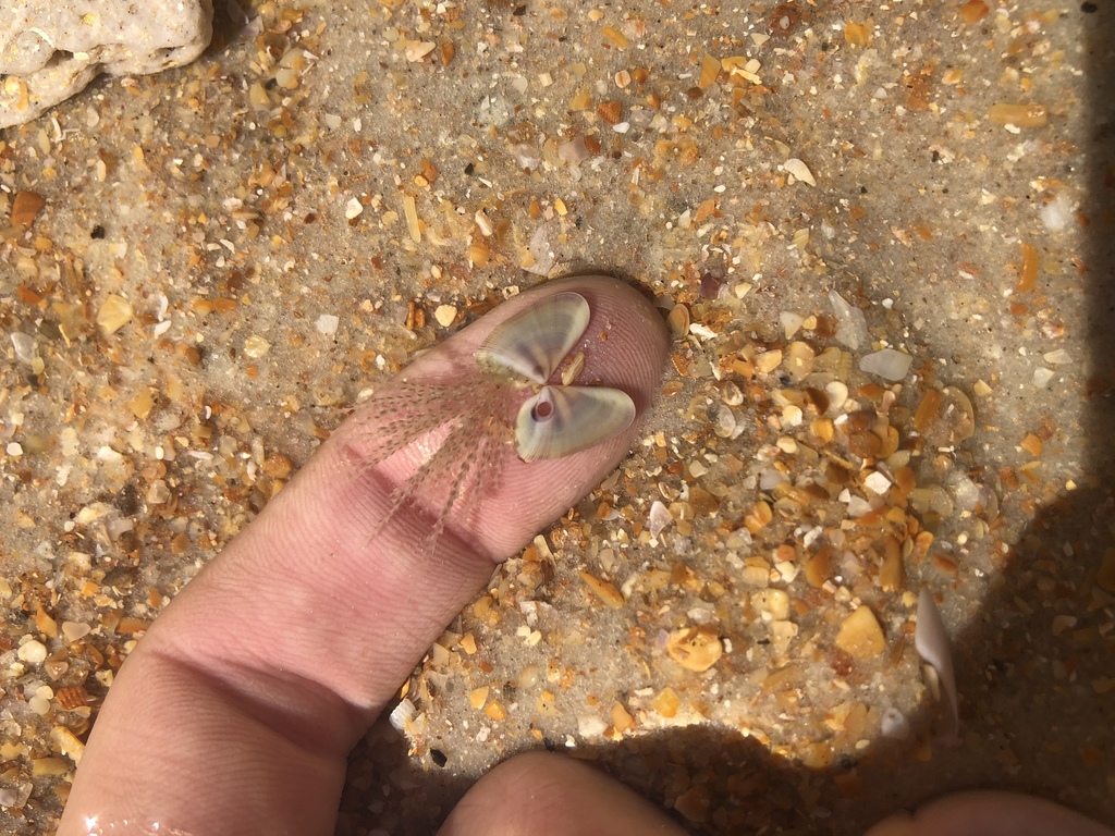Coquina hydroid
