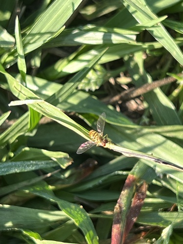 Unknown species found near Lillian St, Houston, TX, US
