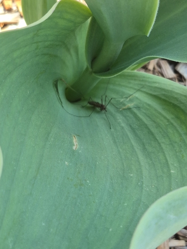 Unknown species found near Knoxville