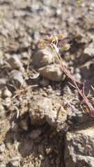 Thysanocarpus conchuliferus