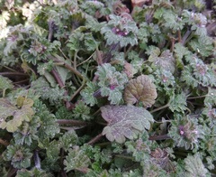 Lamium amplexicaule