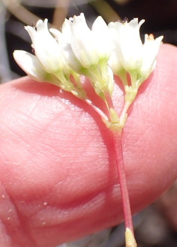 Crassula biplanata