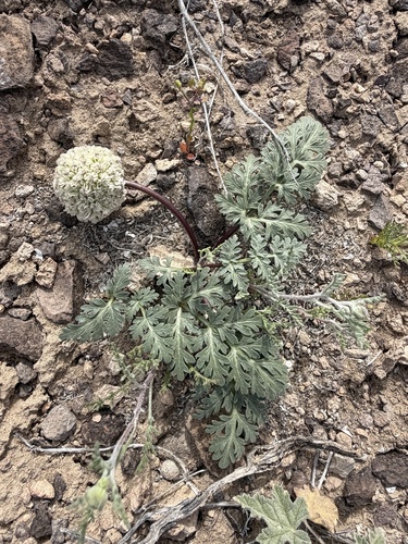 globose cymopterus (Cymopterus globosus)