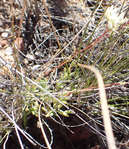Crassula biplanata