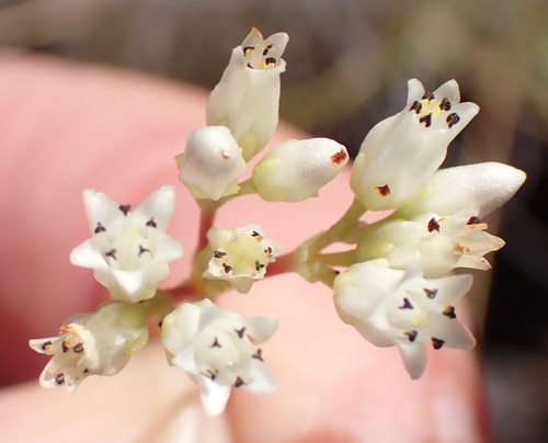 Crassula biplanata