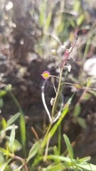 Thysanocarpus conchuliferus