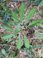 Arisaema dracontium image