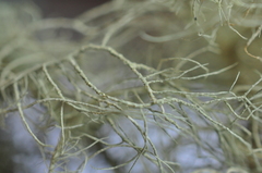 Usnea glabrescens