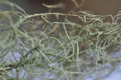 Usnea glabrescens