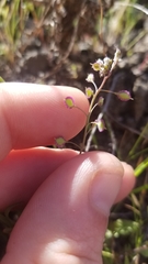 Thysanocarpus conchuliferus