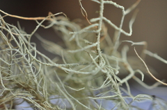 Usnea glabrescens