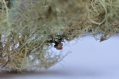 Usnea glabrescens