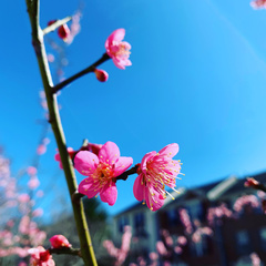 Prunus salicina