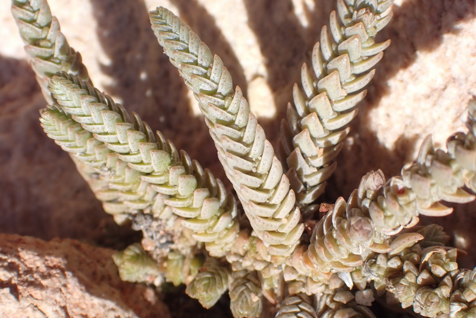 Crassula Muscosa (Crassula muscosa)