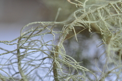 Usnea glabrescens