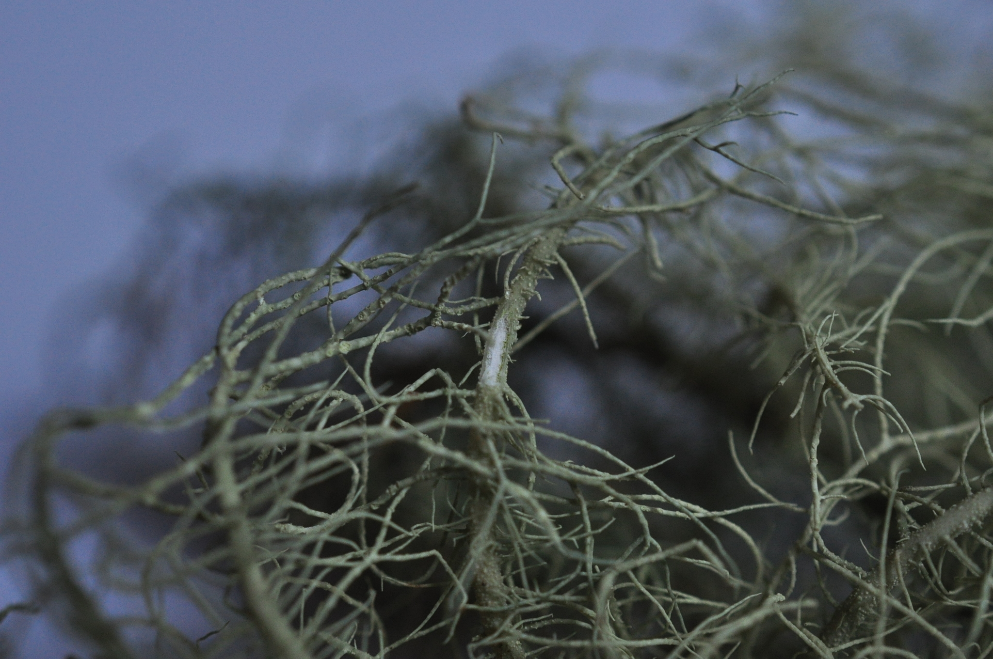 Usnea glabrescens image