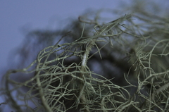 Usnea glabrescens