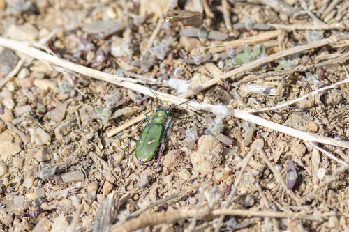 Purple Tiger Beetle