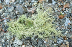 Usnea glabrescens