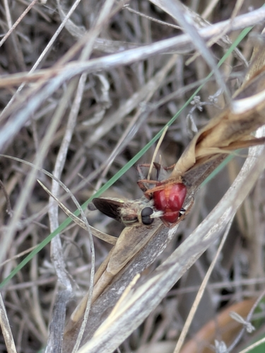 Unknown species found near Texas, US