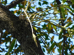 Dendrobium gracilicaule