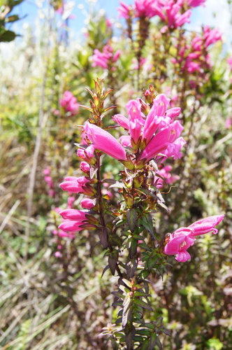 Lamourouxia virgata
