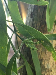 Phoradendron quadrangulare