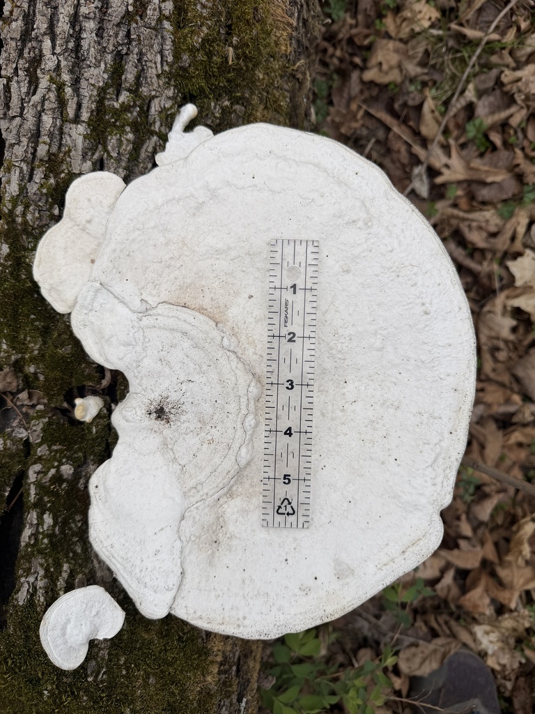 Trametes aesculi · March 2026 · photo: © conhawn (iNaturalist, cc-by)