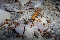 Syntermes molestus