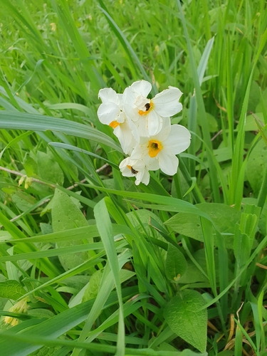Narcissus × medioluteus, photograph 6