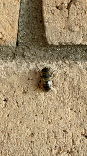 Unknown species found near Eloy