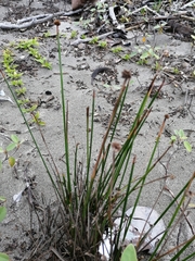 Cyperus tibialis