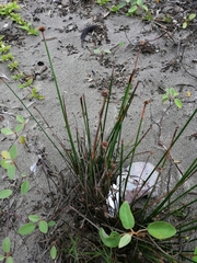 Cyperus tibialis