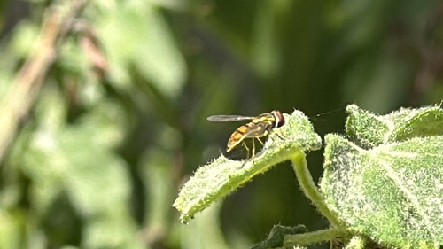 Unknown species found near Singapore Ln, Jersey Village, TX, US