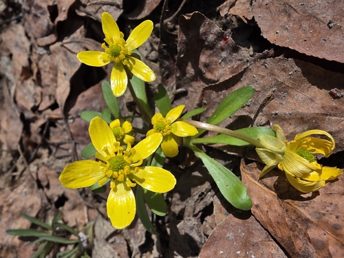 Utah buttercup (Ranunculus jovis)