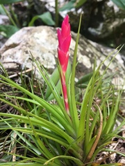 Tillandsia tenuifolia