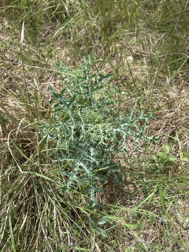 Texas Pricklypoppy (Argemone aurantiaca)