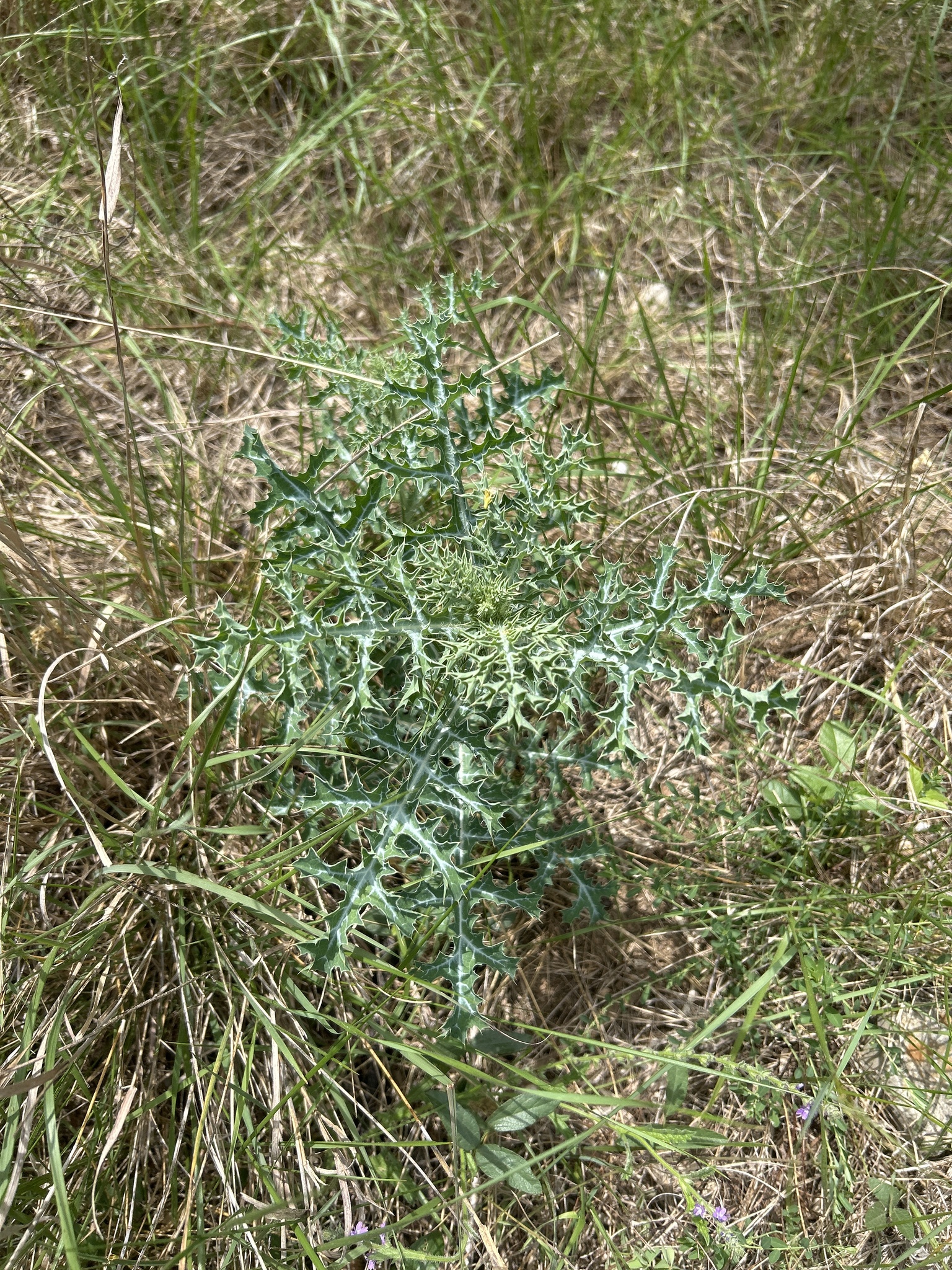 Texas Pricklypoppy (Argemone aurantiaca)