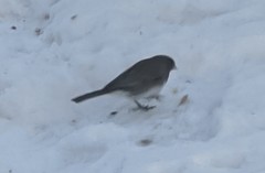 Junco hyemalis