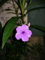 Ruellia coerulea