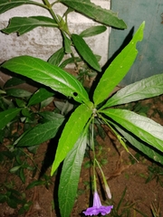 Ruellia coerulea
