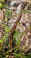 Thamnophis proximus