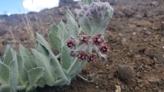 Asclepias californica californica