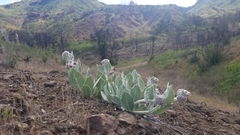 Asclepias californica californica