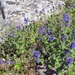 Garden Catmint - Photo (c) Olli Haukkovaara, some rights reserved (CC BY-NC), uploaded by Olli Haukkovaara