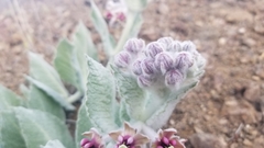 Asclepias californica californica