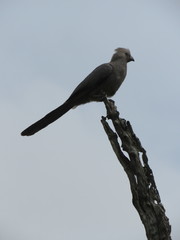 Corythaixoides concolor concolor
