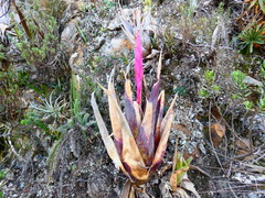 Tillandsia walteri, photograph Jean Capcha Ramos, CC BY, iNaturalist via GBIF